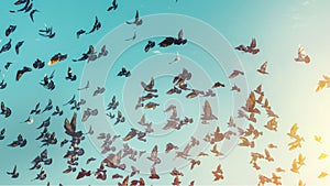 Many Pigeons Fly In A Blue Sky. Freedom Destination Travel Concept