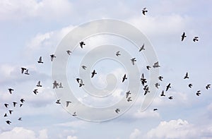Many of pigeons flying sky background