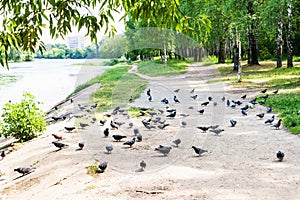 Many pigeons on path along river in city park