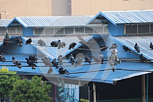 Many pigeons perched on the electric wire and blue roof