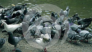 Many pigeons on the shore of the pond eat bread crumbs. Doves swarming around food.