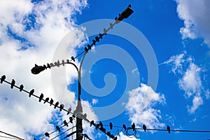 Many pigeons sitting on wires and lampposts