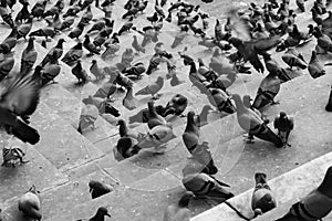 Many pigeons on the stairs leading to Lake Pushkar