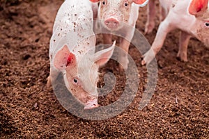 Many pigs are walking on the chaff in an organic pig farm. Rural farm