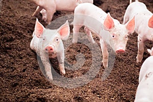 Many pigs are walking on the chaff in an organic pig farm. Rural farm