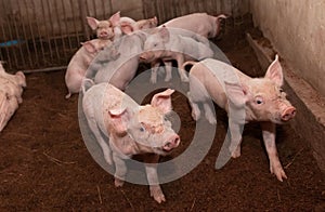 Many pigs are walking on the chaff in an organic pig farm. Rural farm