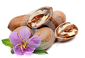 Heap of pecan nuts.