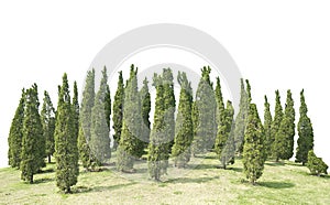 Many pine Ornamental plants Green Tree and meadow isolated at on white background of file with Clipping Path