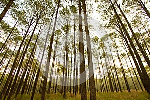 Many pine trees in deep jungle or forest with green grass field and yellow sunlight flare for background