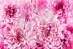 Many pink chrysanthemum flower pattern. Floral macro wallpaper. Beautiful dahlia blooming bouquet.