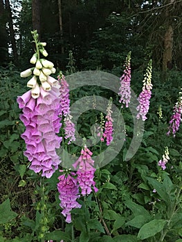 Many pink Digitalis purpure bells.