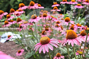 Many pink echinacea, close up and bokeh background