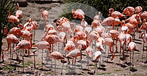 Many pink flamingos in dry soil