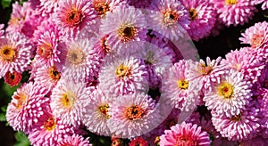 Many pink flowers