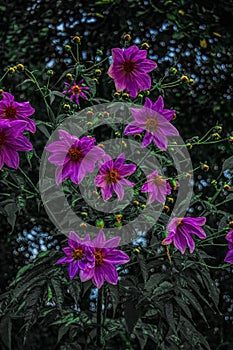 Many pink flowers in the forest