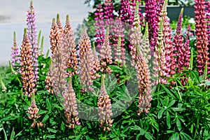 Many pink flowers of Lupinus, commonly known as lupin or lupine, in full bloom and green grass in a sunny spring garden, beautiful