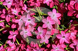 Many pink flowers of Nicotiana alata plant, commonly known as  jasmine tobacco, sweet tobacco,  winged tobacco, tanbaku or Persian