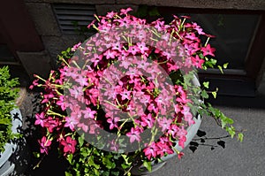 Many pink flowers of Nicotiana alata plant, commonly known as jasmine tobacco, sweet tobacco, winged tobacco, tanbaku or Persian
