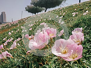 Many pink flowers of pink evening primrose on the slope. Gentle soft light petals close up. Lawn grass, tree and