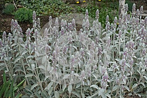Many pink flowers of Stachys byzantina in June