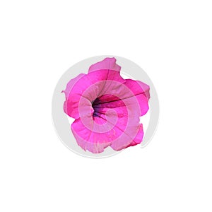 Many pink petunia flowers. Blooming surfinia. Home decorative flowers. Isolated on a white background