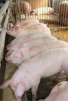 Many Pink pigs in the sty of the farm animal breeder