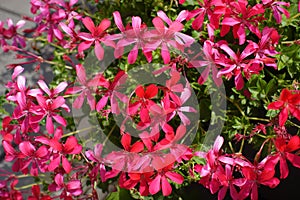 Many pink and red flowers of ivy-leaved geranium