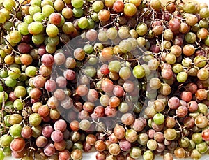 Many pink ripe grapes closeup and single background photo