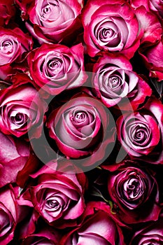 Many pink roses background