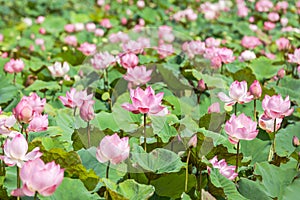 Many pink Sacred lotus flower Nelumbo nucifera with green leaves blooming in lake photo