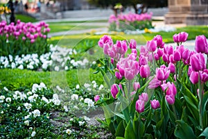 Many pink tulips in the park in Kosice during spring photo