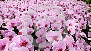 many pink white orchid flower on garden