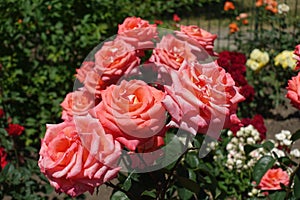 Many pinkish orange flowers of rose