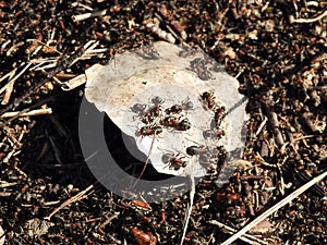 Many ant animals in spring, Lithuania photo