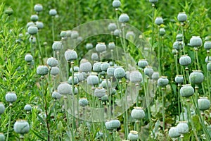 Many poppy seed pods in English garden