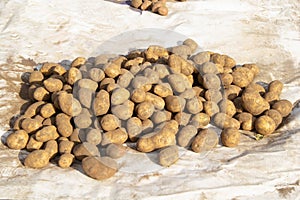 many potato tubers lie on a white litter. ingathering