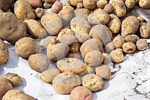 many potato tubers lie on a white litter. ingathering