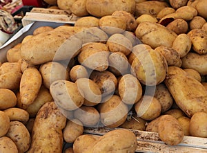 many potatoes grown with organic systems and without fungicides