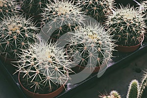 Many pots of cacti top view in dark vintage tone color.