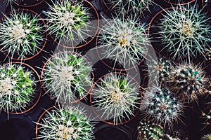 Many pots of cacti top view in dark vintage tone color.