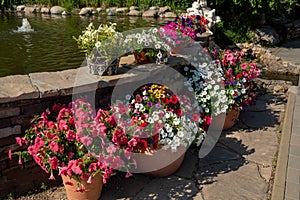 Many pots of colorful blooming hybrid petunia bushes stand by the fountain on a sunny summer day