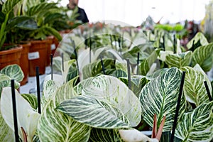 Many pots of the home plant philodendron Birkin on the shelf of the flower shop. Warehouse assortment, plant delivery. Buying a