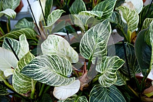 Many pots of the home plant philodendron Birkin on the shelf of the flower shop. Warehouse assortment, plant delivery. Buying a