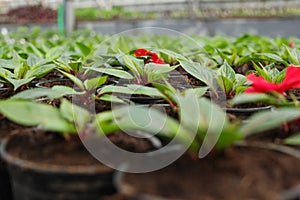 Many pots with soil and seedlings in greenhouse