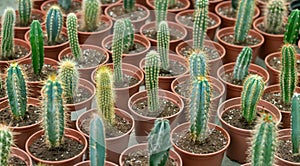 Many potted cactuses background. Selective focus