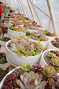 Many potted succulents photo