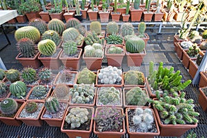 Many prickly cacti of different shapes and sizes, potted, seedlings, shop, exhibition