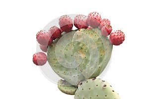 Many prickly pear cactus fruit isolated on white