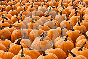 Many pumpkins