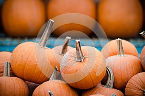 Many pumpkins